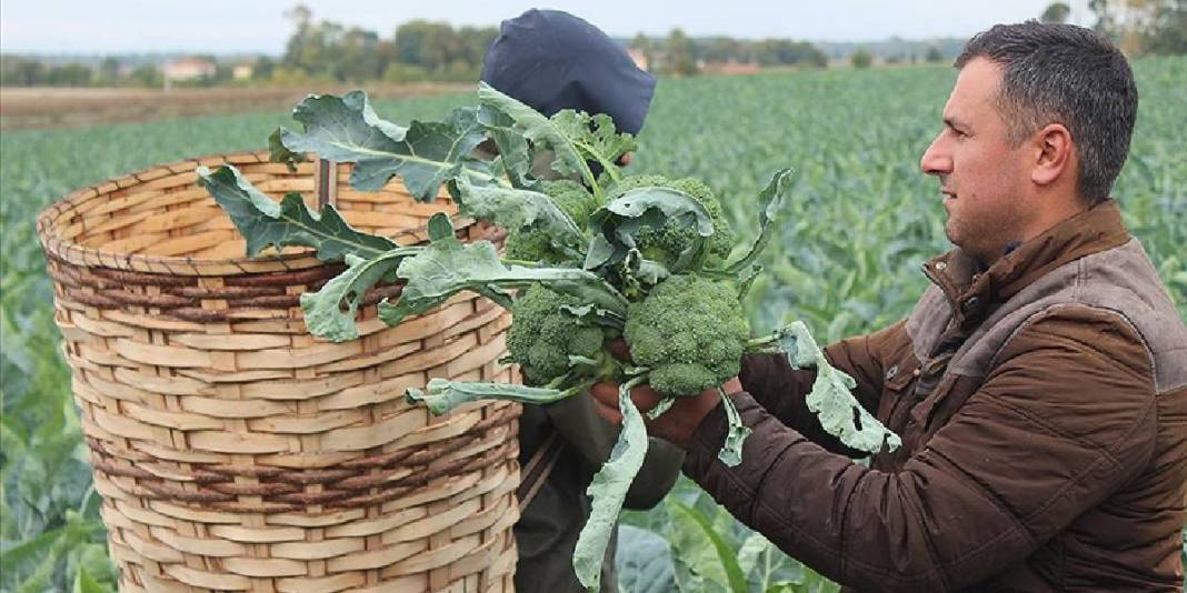 Eylül’de ekildi hasadı başladı! Rusya ve Gürcistan kasa kasa alıyor: Kilosu 30 TL 1